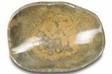 Polished Fossil Coral (Actinocyathus) Dish - Morocco #312152-1